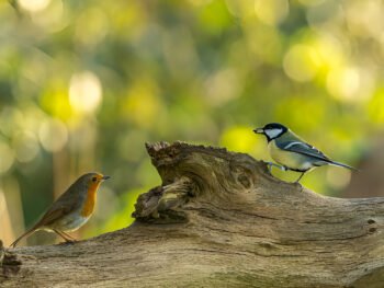 wood bird