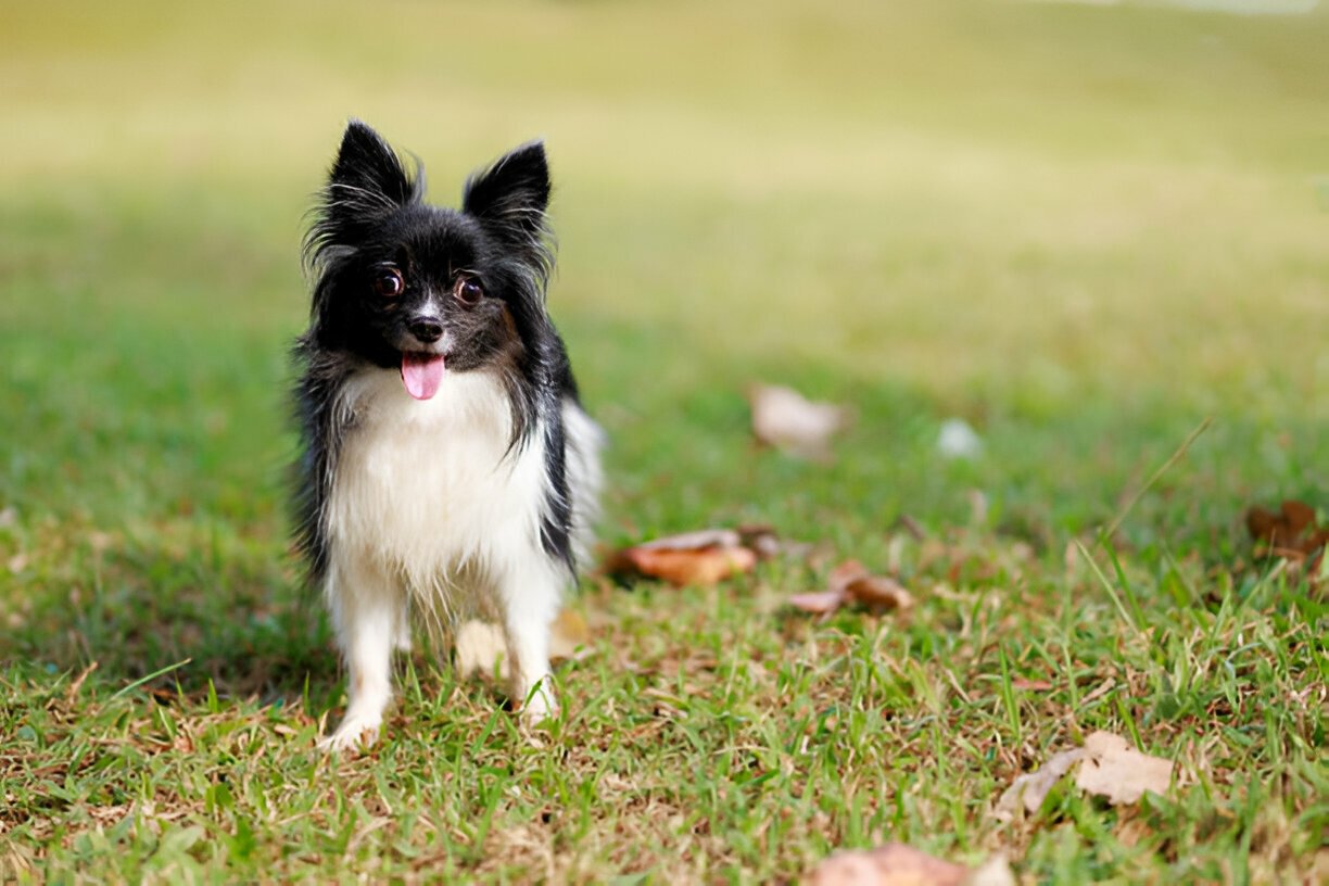 Long Haired Chihuahuas