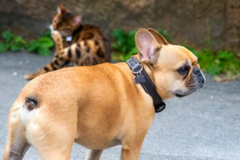 The French Bulldog Tail