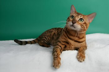 silver bengal cat