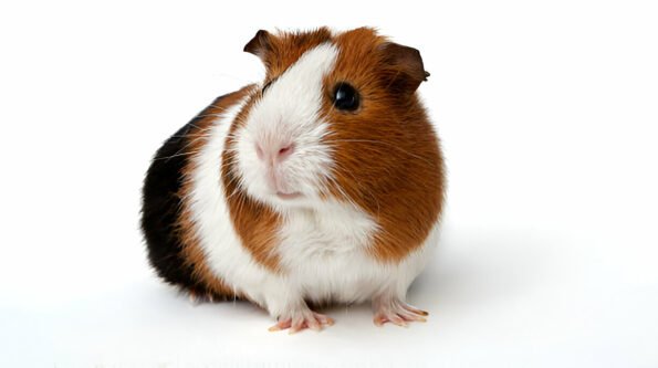 guinea pigs