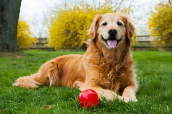 red golden retriever