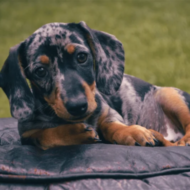 Dappled Delight: All About the Dapple Dachshund
