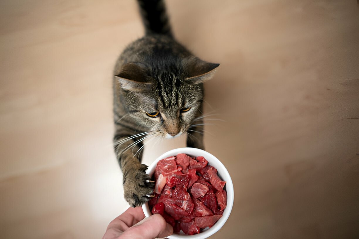 raw cat food