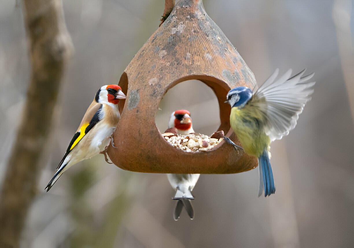 Discover the Best Bird Feeders for Your bird 2024 - Petssly