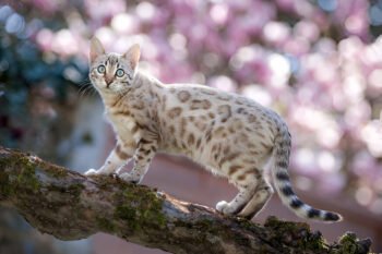 snow bengal cat