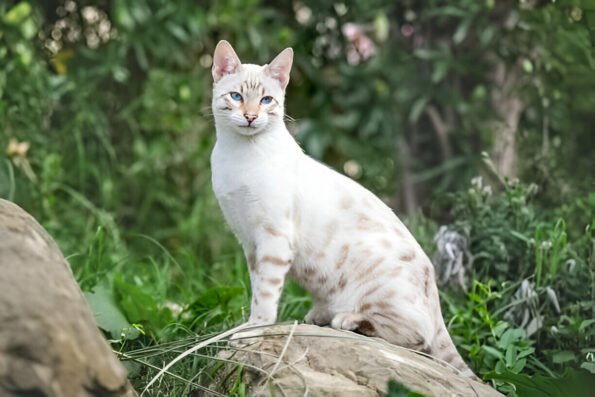 snow bengal cat