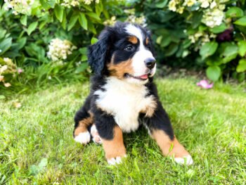 mini bernese mountain dog