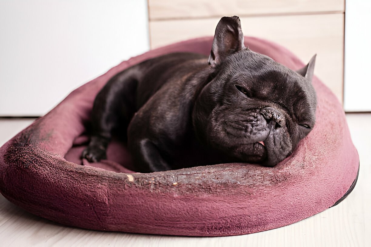 squishmallow pet bed