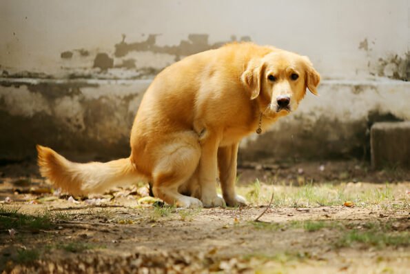 dog pooping blood