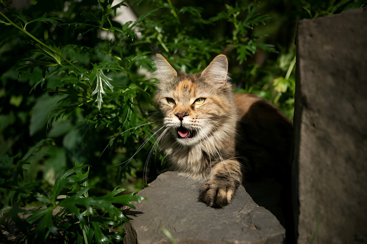 how long are cats in heat