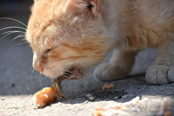 cat vomiting