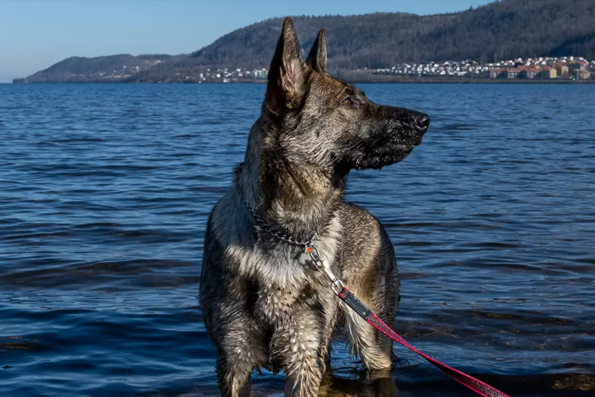 blue german shepherd