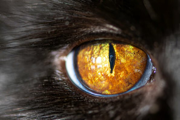 what colors can cats see