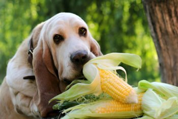 can dogs eat corn