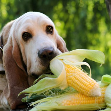 Red Golden Retriever: The Unique Canine Companion