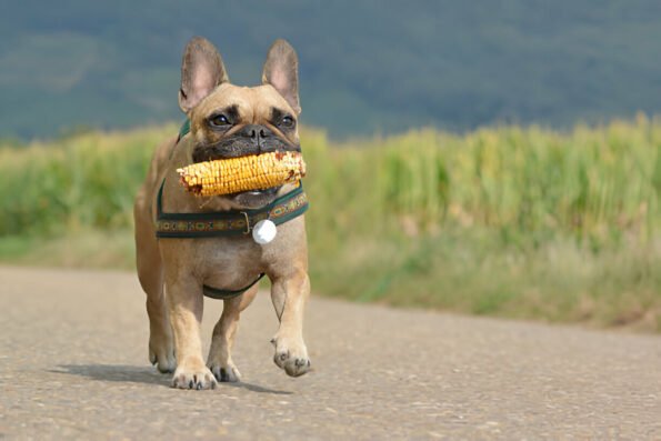 can dogs eat corn