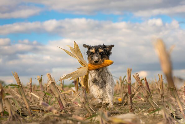 can dogs eat corn