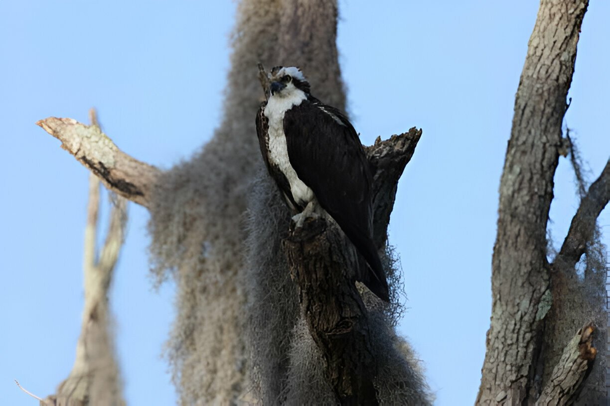 hancock bird