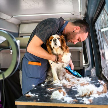 Mobile Dog Grooming: The Ultimate Convenience for Dogs