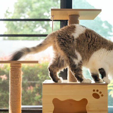 Cat Tree Must-Have: Fun & Practical Solutions for Your Feline Friend